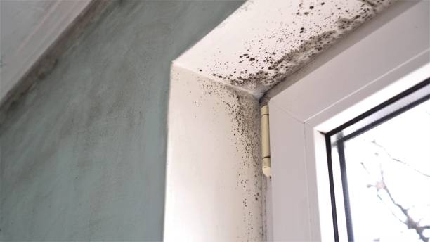 Environmental Consulting for Mold Prevention in Mokena, IL