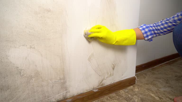 Reliable Mokena, IL Mold Inspection, Removal & Remediation Solutions