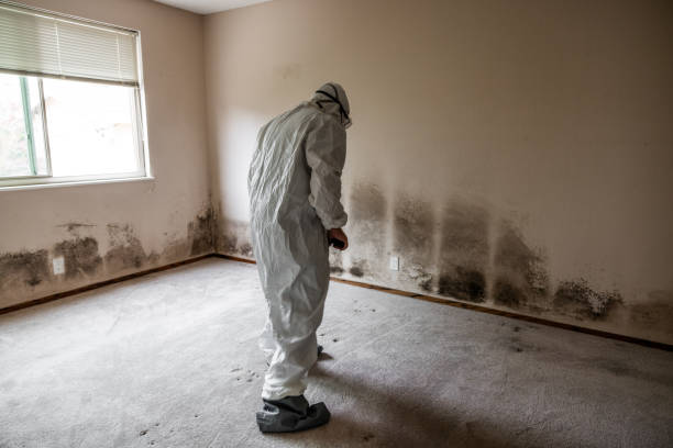 Mold Removal for HVAC Installations in Mokena, IL