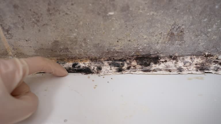 Best Basement Mold Removal  in Mokena, IL